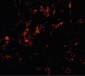 GDF1 Antibody (N-Terminus)